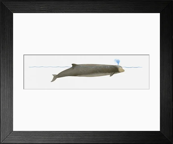 Framed Print : Illustration of Southern Bottlenose Whale (Hyperoodon planifrons) using blowhole on surface of water Framed Print : Illustration of Southern Bottlenose Whale (Hyperoodon planifrons) using blowhole on surface of water