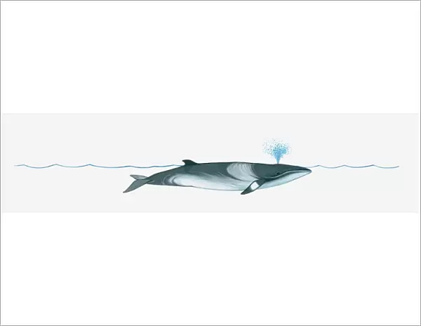 Illustration of Minke Whale (Balaenoptera) using blowhole on surface of water