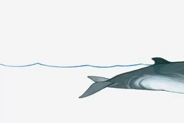 Illustration of Minke Whale (Balaenoptera) using blowhole on surface of water