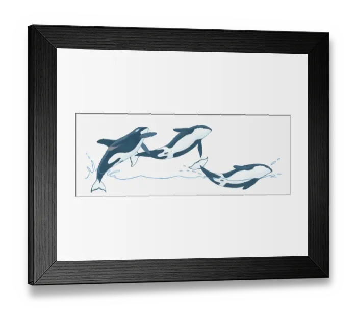 Framed Print : Illustration of Killer Whales (Orcinus orca) breaching (leaping) out of water Framed Print : Illustration of Killer Whales (Orcinus orca) breaching (leaping) out of water