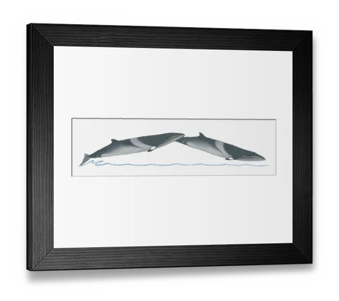 Framed Print : Illustration of Minke Whale (Balaenoptera) breaching (leaping) out of water Framed Print : Illustration of Minke Whale (Balaenoptera) breaching (leaping) out of water