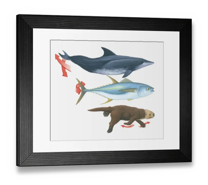 Framed Print : Illustration of swimming patterns of a whale, fish and an otter Framed Print : Illustration of swimming patterns of a whale, fish and an otter