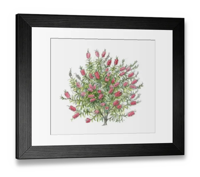 Framed Print : Illustration of Bottlebrush (Callistemon) with red flowers and green leaves