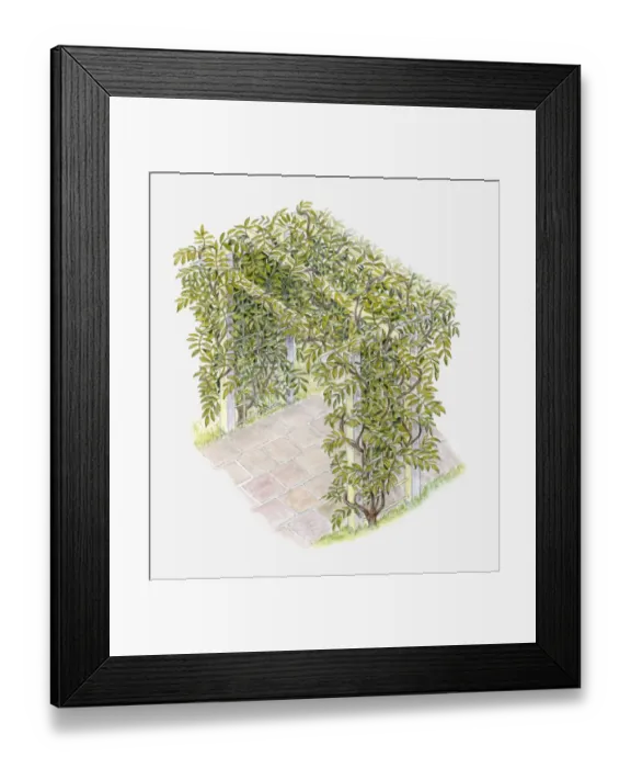 Framed Print : Illustration of climbing plant covering an arched trellis Framed Print : Illustration of climbing plant covering an arched trellis