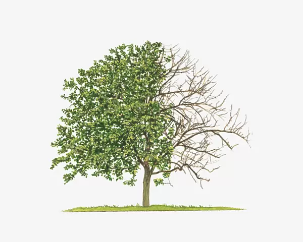 Illustration of Malus John Downie (Crab Apple) showing shape of tree with and without leaves