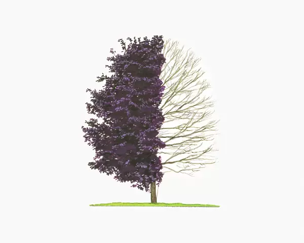 Illustration of Acer platanoides Crimson King (Norway Maple) showing shape of tree with and without leave