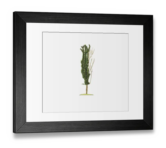 Framed Print : Illustration of Acer saccharum Temples Upright (Sugar Maple) showing shape of tree with and without leaves Framed Print : Illustration of Acer saccharum Temples Upright (Sugar Maple) showing shape of tree with and without leaves