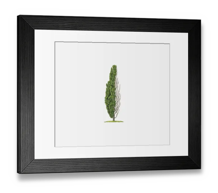 Framed Print : Illustration of Quercus robur f. fastigiata (Cypress Oak) showing shape of tree with and without leaves Framed Print : Illustration of Quercus robur f. fastigiata (Cypress Oak) showing shape of tree with and without leaves