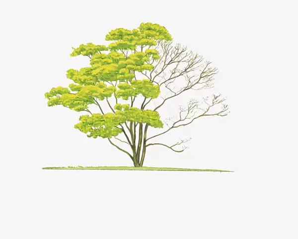 Illustration of Acer shirasawanum Aureum (Golden Full Moon Maple) showing shape of tree with and without leaves