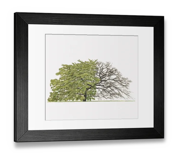 Framed Print : Illustration of Quercus cerris Variegata (Variegated Turkey Oak) showing shape of tree with and without leaves