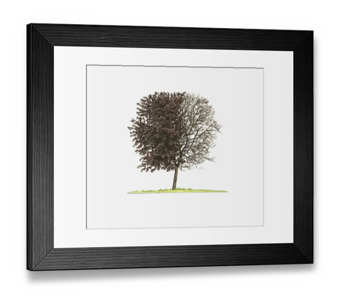 Framed Print : Illustration of Prunus cerasifera Nigra (Purple-leaved Plum) showing shape of tree with and without leaves Framed Print : Illustration of Prunus cerasifera Nigra (Purple-leaved Plum) showing shape of tree with and without leaves