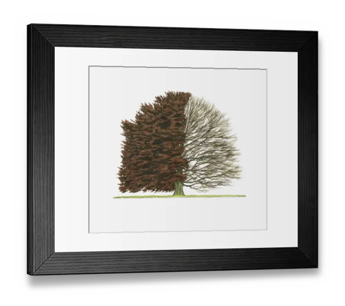 Framed Print : Illustration of Fagus sylvatica f. purpurea (Purple Beech) showing shape of tree with and without leaves