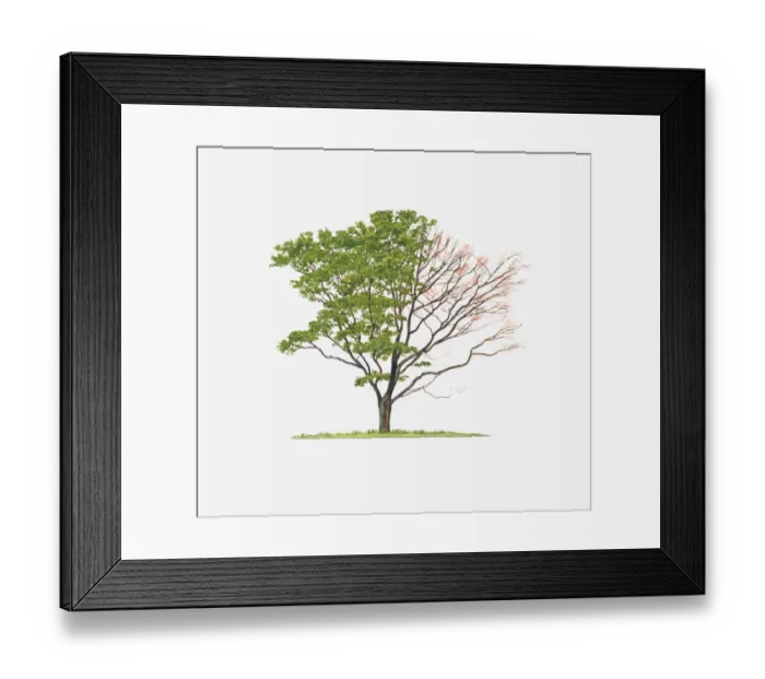 Framed Print : Illustration of Acer palmatum Senkaki (Coral-bark Maple) showing shape of tree with and without leaves Framed Print : Illustration of Acer palmatum Senkaki (Coral-bark Maple) showing shape of tree with and without leaves
