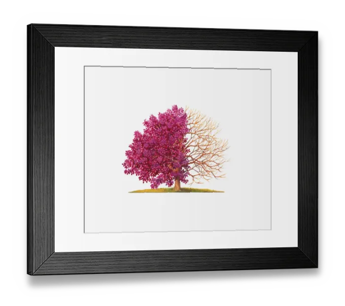 Framed Print : Illustration of Cotinus Grace (Smoke Tree) showing shape with and without leaves Framed Print : Illustration of Cotinus Grace (Smoke Tree) showing shape with and without leaves