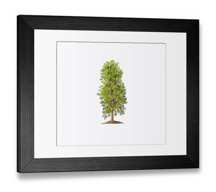 Framed Print : Illustration of Ilex x altaclerensis Lawsoniana (Highclere Holly) showing shape of tree