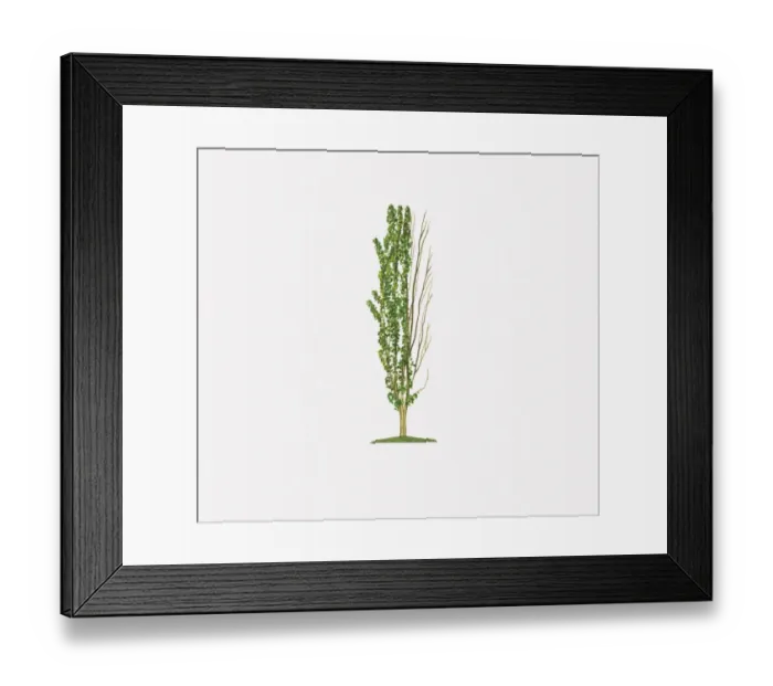Framed Print : Illustration of Acer Rubrum Columnare (Red Maple) showing shape of tree with and without leaves Framed Print : Illustration of Acer Rubrum Columnare (Red Maple) showing shape of tree with and without leaves