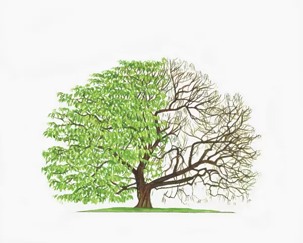 Illustration of Catalpa bignonioides (Indian Bean Tree) showing shape of tree with and without leaves