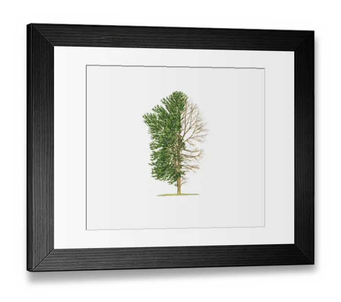 Framed Print : Illustration of Ilex x altaclerensis Lawsoniana (Highclere Holly) showing shape of tree Framed Print : Illustration of Ilex x altaclerensis Lawsoniana (Highclere Holly) showing shape of tree