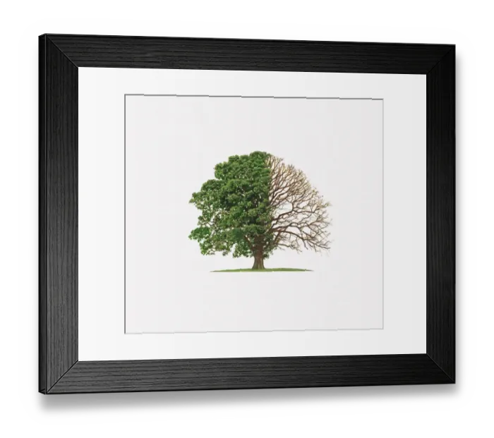 Framed Print : Illustration of Quercus Robur (English Oak) showing shape of tree with and without leaves Framed Print : Illustration of Quercus Robur (English Oak) showing shape of tree with and without leaves