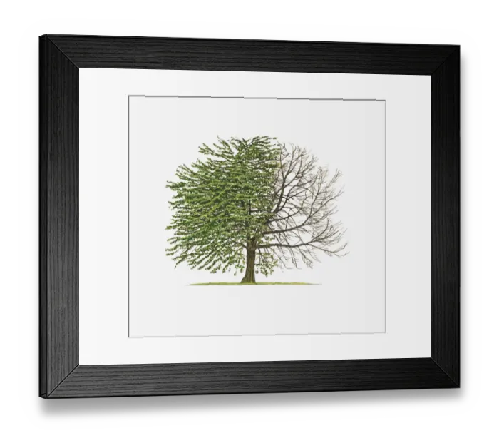 Framed Print : Illustration of Prunus avium Plena (Double Gean) showing shape of tree with and without leaves