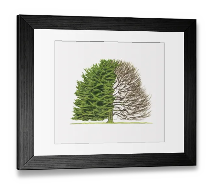 Framed Print : Illustration of Fagus sylvatica Aspleniifolia (Fern-leaved Beech) showing shape of tree with and without leaves Framed Print : Illustration of Fagus sylvatica Aspleniifolia (Fern-leaved Beech) showing shape of tree with and without leaves
