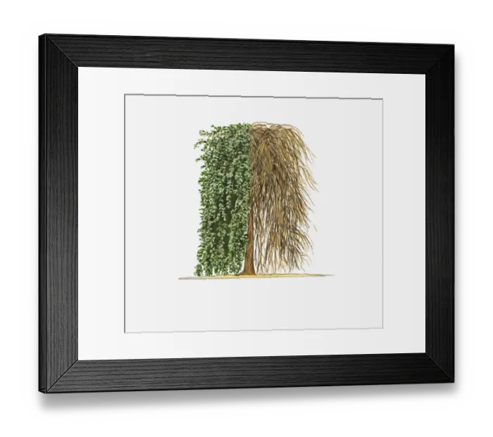 Framed Print : Illustration of Salix caprea Kilmarnock (Kilmarnock Willow) showing shape of tree with and without leaves Framed Print : Illustration of Salix caprea Kilmarnock (Kilmarnock Willow) showing shape of tree with and without leaves