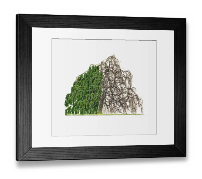 Framed Print : Illustration of Fagus sylvatica Pendula (Weeping Beech) showing shape of tree with and without leaves Framed Print : Illustration of Fagus sylvatica Pendula (Weeping Beech) showing shape of tree with and without leaves