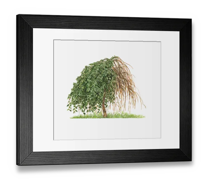 Framed Print : Illustration of Prunus Cheals Weeping (Cheals Weeping Cherry) showing shape of tree with and without leaves