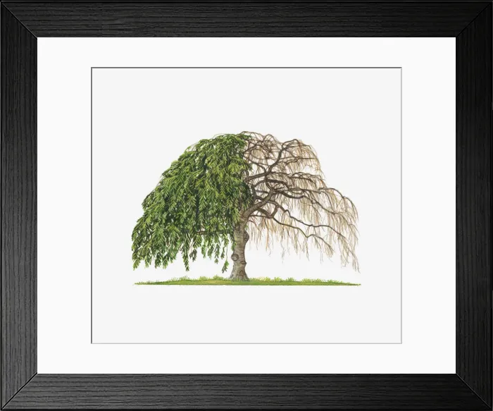 Framed Print : Illustration of Prunus pendula Pendula Rubra (Weeping Spring Cherry) showing shape of tree with and without leaves Framed Print : Illustration of Prunus pendula Pendula Rubra (Weeping Spring Cherry) showing shape of tree with and without leaves