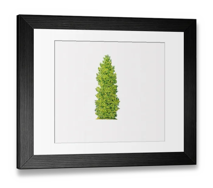 Framed Print : Illustration of Ilex x altaclerensis Belgica Aurea (Silver Sentinel) showing shape of tree