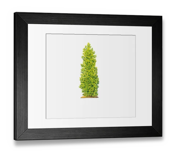 Framed Print : Illustration of Ilex x altaclerensis Camelliifolia Variegata (Highclere Holly) showing shape of tree Framed Print : Illustration of Ilex x altaclerensis Camelliifolia Variegata (Highclere Holly) showing shape of tree