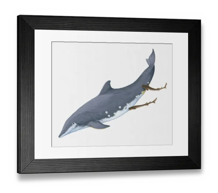 Framed Print : Illustration of showing Cookiecutter Sharks feeding by making circular wounds on Rough-Toothed Dolphin using lips Framed Print : Illustration of showing Cookiecutter Sharks feeding by making circular wounds on Rough-Toothed Dolphin using lips