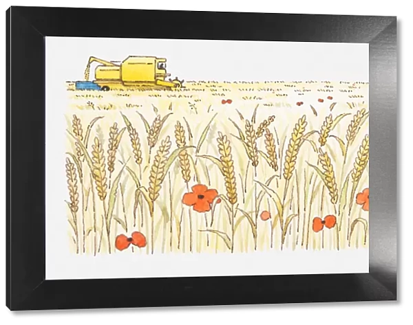 Illustration of wheat field with harvester in background