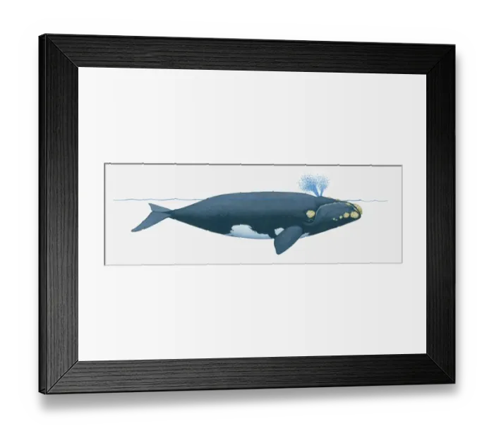 Framed Print : Illustration of North Pacific Right Whale (Eubalaena japonica) near surface of water showing two blowholes on top of head Framed Print : Illustration of North Pacific Right Whale (Eubalaena japonica) near surface of water showing two blowholes on top of head