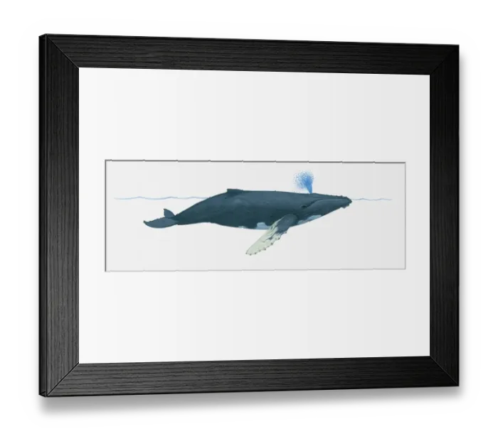 Framed Print : Illustration of Humpback whale (Megaptera novaeangliae) using blowhole on surface of water Framed Print : Illustration of Humpback whale (Megaptera novaeangliae) using blowhole on surface of water