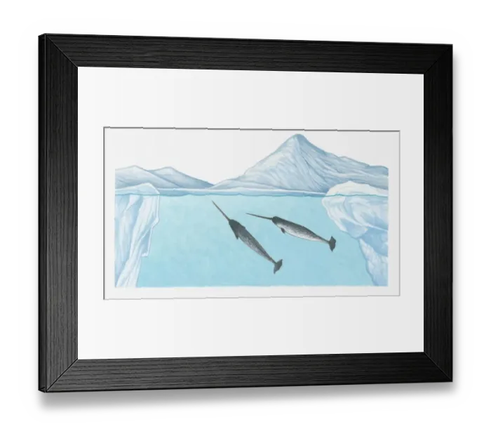 Framed Print : Illustration of Narwhals (Monodon monoceros) in freezing waters of the high Arctic very close to the North Pole Framed Print : Illustration of Narwhals (Monodon monoceros) in freezing waters of the high Arctic very close to the North Pole
