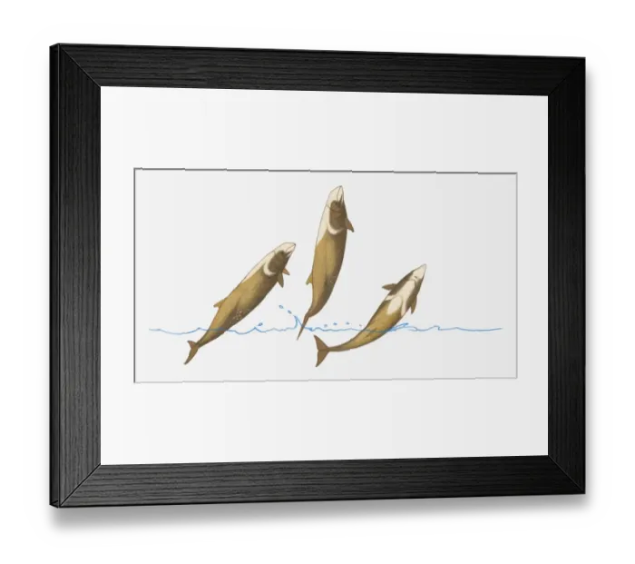 Framed Print : Illustration of Cuviers Beaked Whale (Ziphius cavirostris) breaching (leaping) out of water Framed Print : Illustration of Cuviers Beaked Whale (Ziphius cavirostris) breaching (leaping) out of water