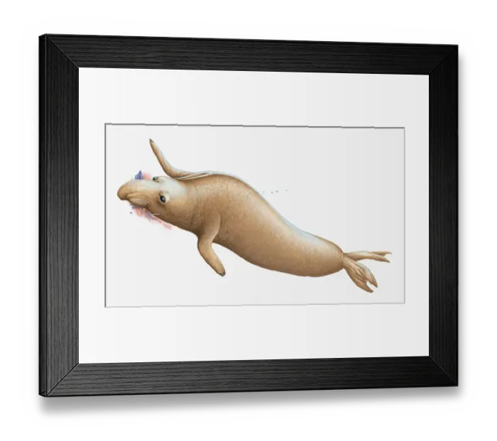 Framed Print : Illustration of Elephant Seal swimming and feeding on squid Framed Print : Illustration of Elephant Seal swimming and feeding on squid