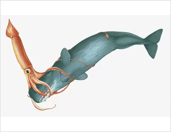 Illustration of Giant Squid (Architeuthis) attacking Sperm Whale (Physeter macrocephalus)