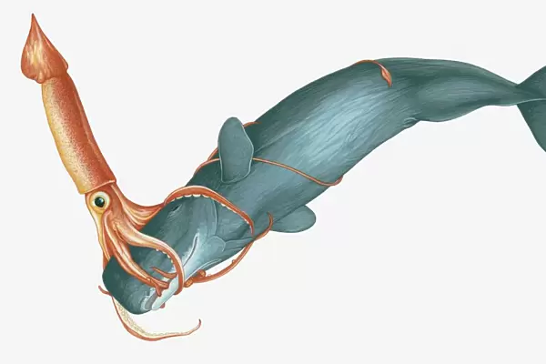 Illustration of Giant Squid (Architeuthis) attacking Sperm Whale (Physeter macrocephalus)