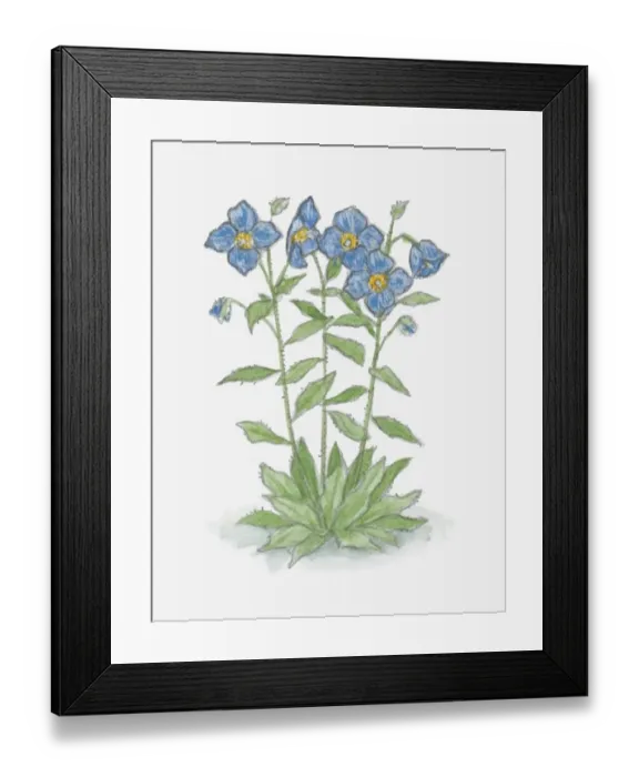 Framed Print : Illustration of Meconopsis (Blue Poppy) with blue flowers and green leaves on long stems Framed Print : Illustration of Meconopsis (Blue Poppy) with blue flowers and green leaves on long stems