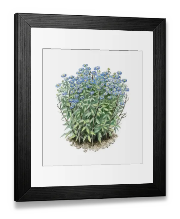 Framed Print : Illustration of Aster amellus (European Michaelmas Daisy) supported by peasticks Framed Print : Illustration of Aster amellus (European Michaelmas Daisy) supported by peasticks