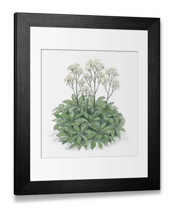 Framed Print : Illustration of Rodgersia with clusters of white flowers on long stems with leave at base