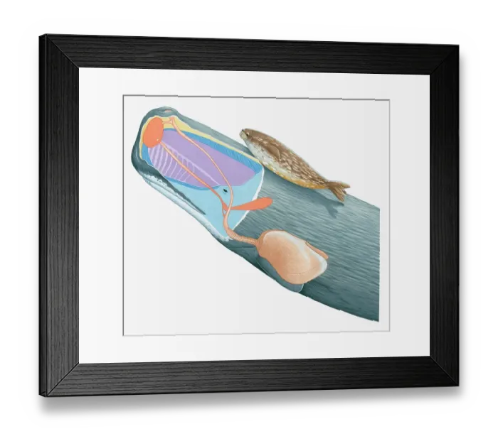 Framed Print : Illustration of Weddell Seal and cross section of Sperm Whale showing lungs, nasal passages, spermaceti, spermaceti organ and blowhole Framed Print : Illustration of Weddell Seal and cross section of Sperm Whale showing lungs, nasal passages, spermaceti, spermaceti organ and blowhole