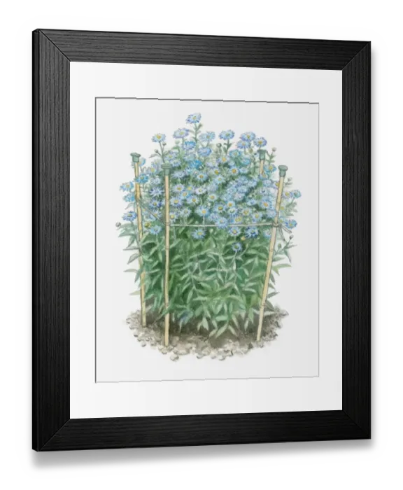 Framed Print : Illustration of Aster amellus (European Michaelmas Daisy) supported by bamboo sticks with protective cane-toppers on the end