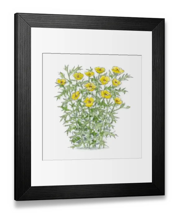 Framed Print : Illustration of Argemone subfusiformis with yellow flowers and spiked green leaves on long stems Framed Print : Illustration of Argemone subfusiformis with yellow flowers and spiked green leaves on long stems