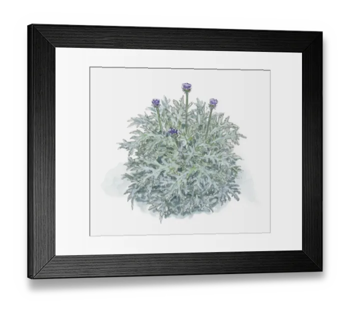 Framed Print : Illustration of Cynara cardunculus (Cardoon) with purple thistle-like flowers and green leaves Framed Print : Illustration of Cynara cardunculus (Cardoon) with purple thistle-like flowers and green leaves