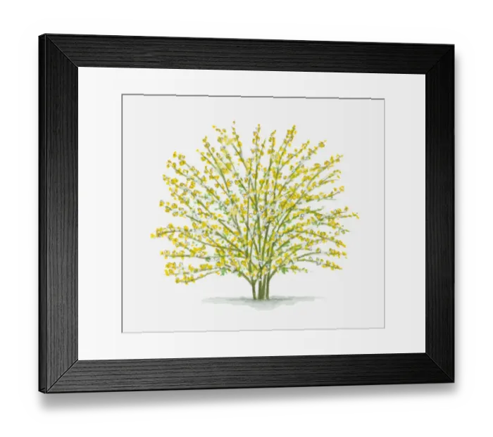 Framed Print : Illustration of Jasminum nudiflorum (Winter Jasmine) with abundance of small yellow flowers on long stems Framed Print : Illustration of Jasminum nudiflorum (Winter Jasmine) with abundance of small yellow flowers on long stems