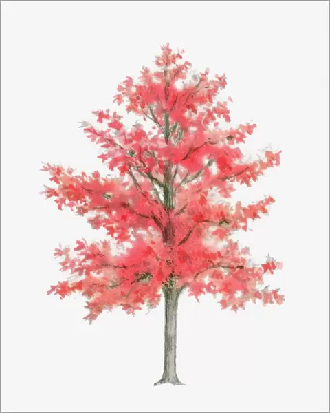 Illustration of Liquidambar (Sweet Gum) tree
