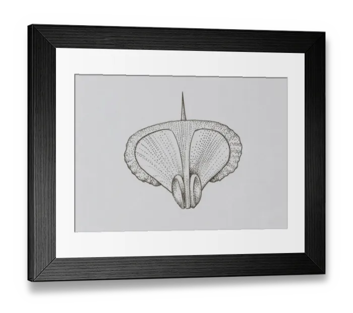 Framed Print : Illustration of Conifer seed